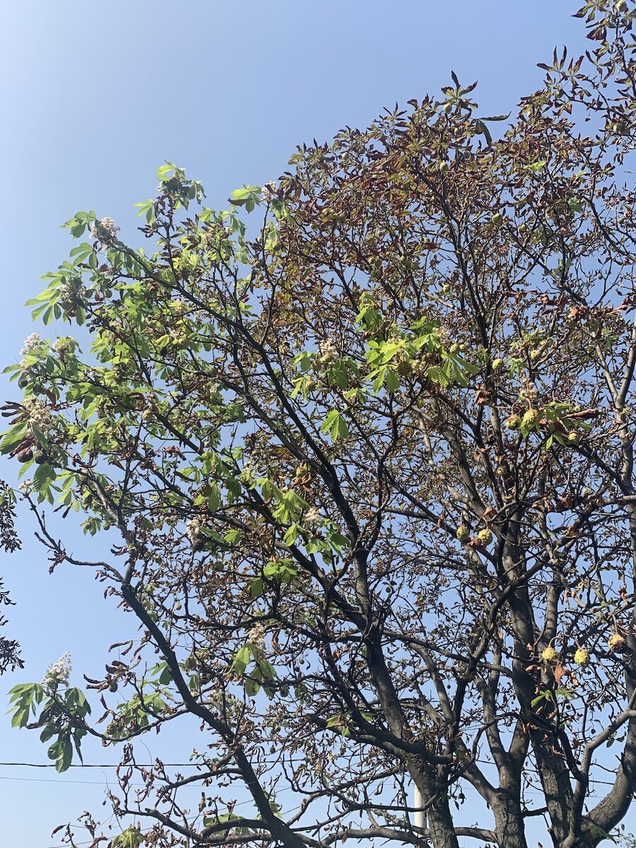 Каштан, фото автора 