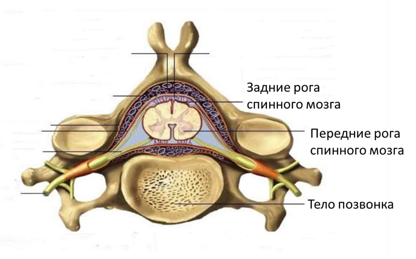 Передние рога спинного мозга с двигательными мотонейронами расположены со стороны тел позвонков. Поэтому при межпозвонковых грыжах на придавливание дурального мешка (сухожильного мешка внутри которого мозг плавает в спинномозговой жидкости) в первую очередь реагируют, страдают они - нейроны передних рогов.