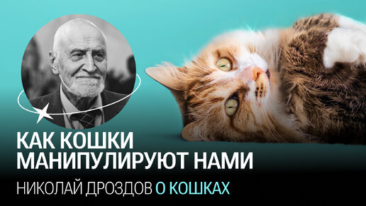 Николай Дроздов о кошках: животные, изменившие мир