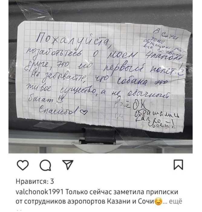 Милая переписка хозяйки Симбы и сотрудников двух аэропортов. Фото: @mash_iptash