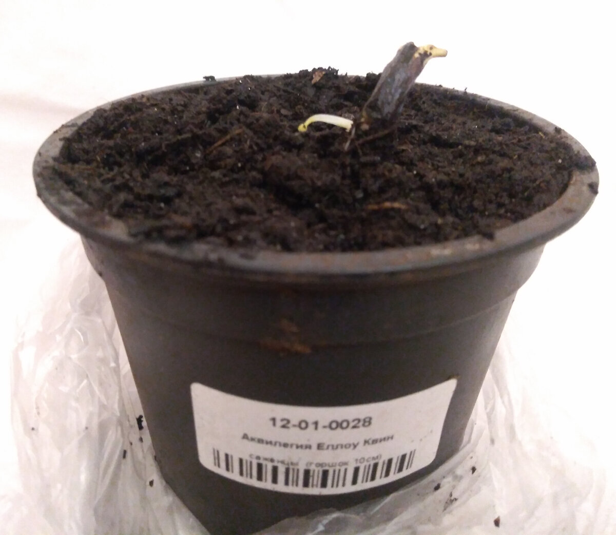 Аквилегия сразу после распаковки