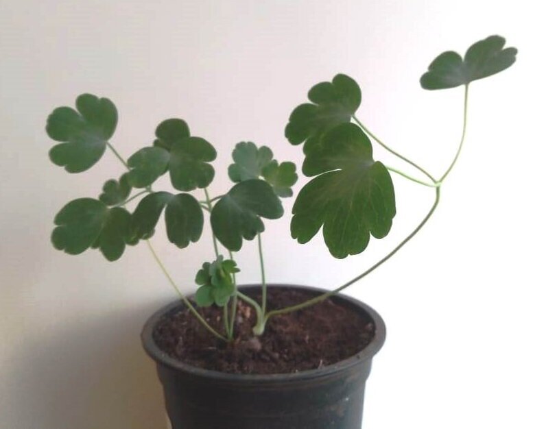 Аквилегия растет и радует.