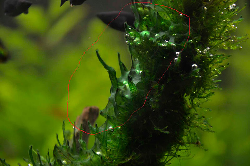 Как избавиться от водорослей: эффективные методы и средства