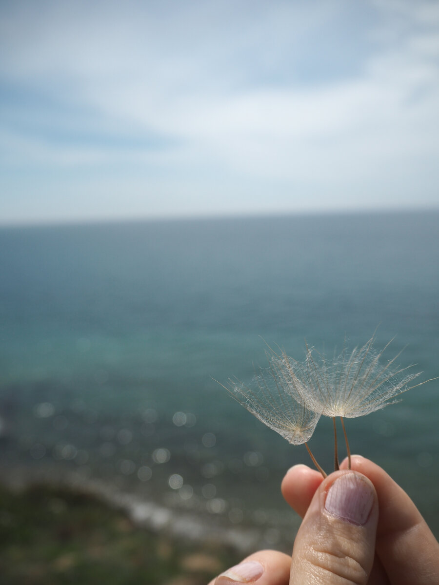 ПУШИНКИ КОЗЛОБОРОДНИКА.