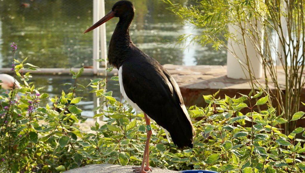    Фото: Московский зоопарк