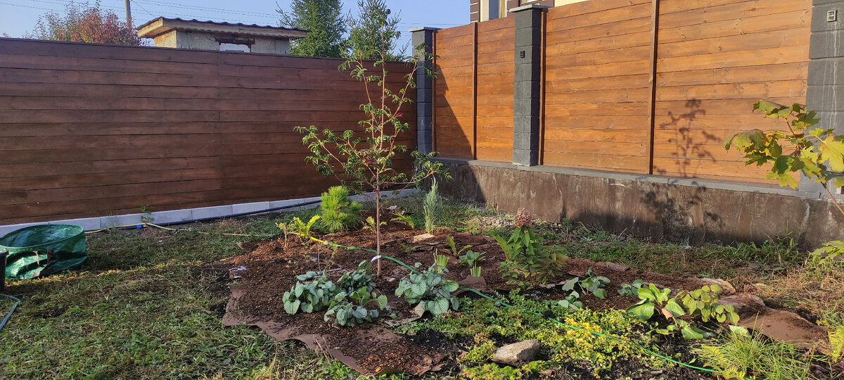 Брунера из угла переехала на передний план. Скучковали её кусты поплотнее. Под гортензией поселились баданы. 