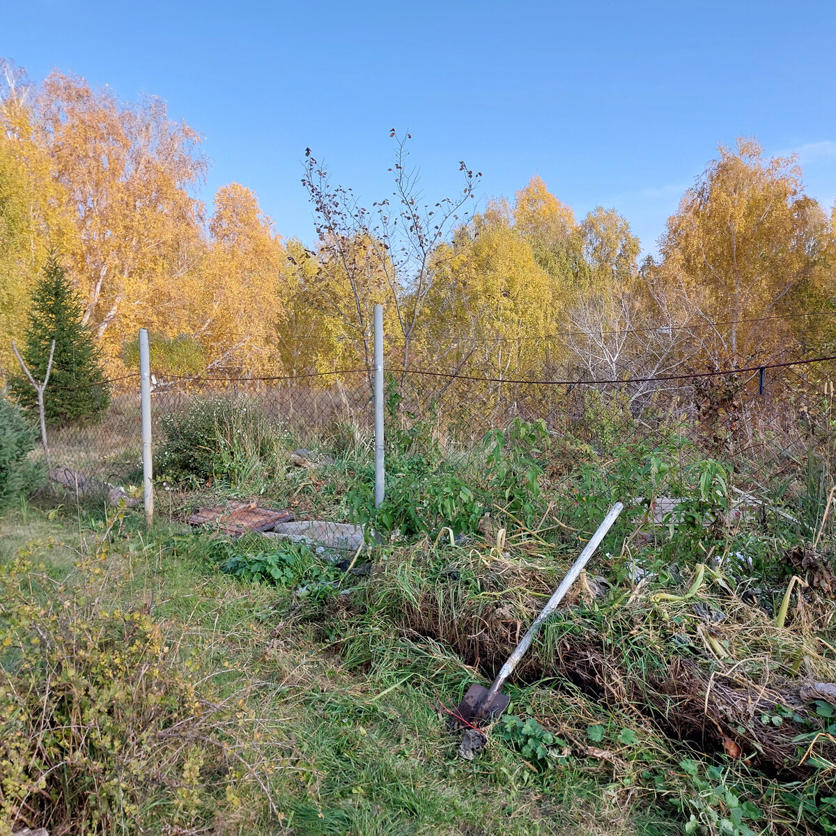 Вот справа за сеткой среди деревьев белые ветки тополя серебристого. Он уже уронил все свои листья. А березы кругом стоят очень нарядные и просто нежнейше-красивейшие! Посередине фото небольшой вяз с темными листочками. Скоро и они потеряются! А елочка слева очень выделяется своей зеленью на золотом фоне... Очень тихо сегодня весь день, красиво, соседи тоже не шумят, даже дорога в коттеджный поселок за оврагом сегодня молчит... Не хочется уезжать... Остались бы... В доме уже тепло. Еда вкусная. А воот...позвонили. Будут делать свет в гараже около дома... Поедем... до пробок...
