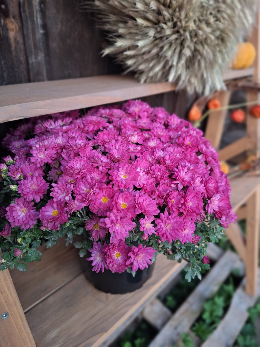 Хризантема мультифлора