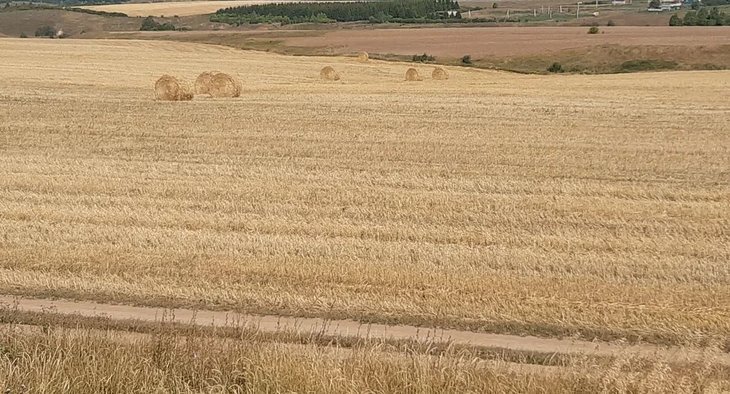    Зерно продаю сразу, покупатель готов брать его с повышенной влажностью: мнение из свежего опроса алтайских фермеров