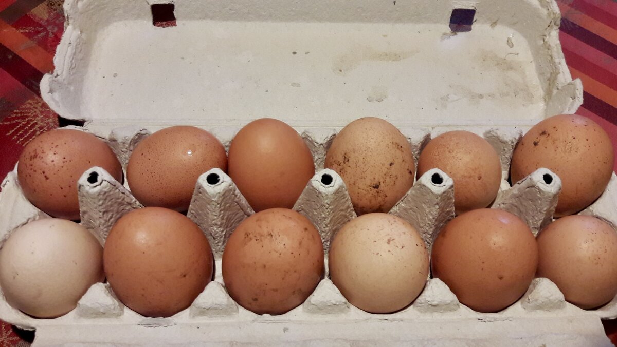 Приобретая куриные яйца, не хватаю первую попавшуюся упаковку с полки. Я раскрываю ее, изучаю, что там лежит, и внимательно читаю, что же написано на этикетах.-4