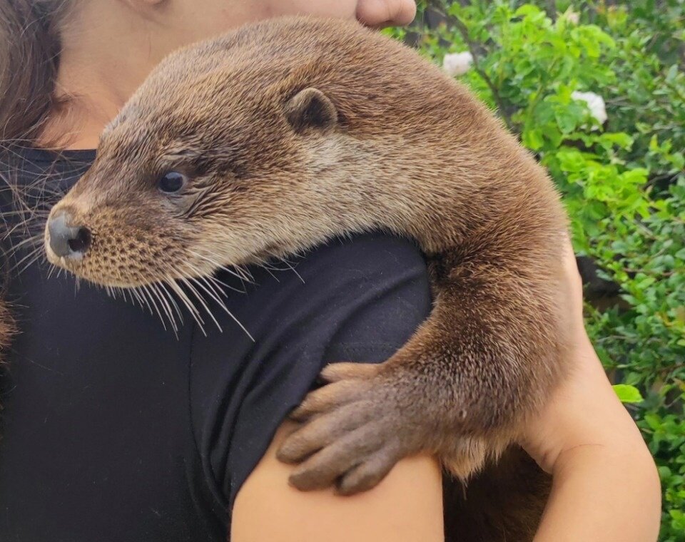Фото подворья «Птичий дворик» в Псковском районе