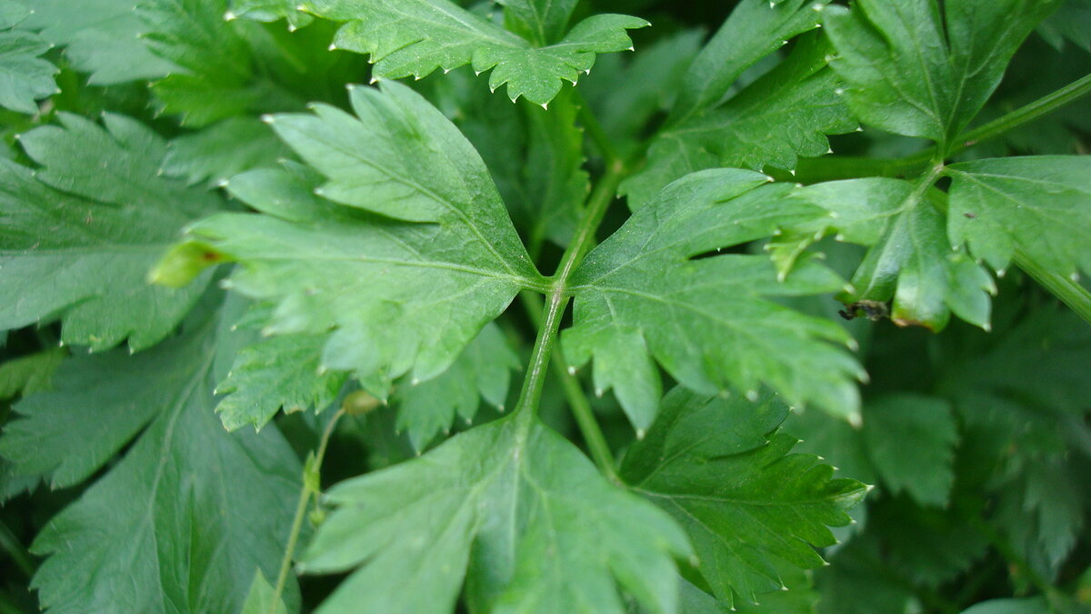 Куст зелёный