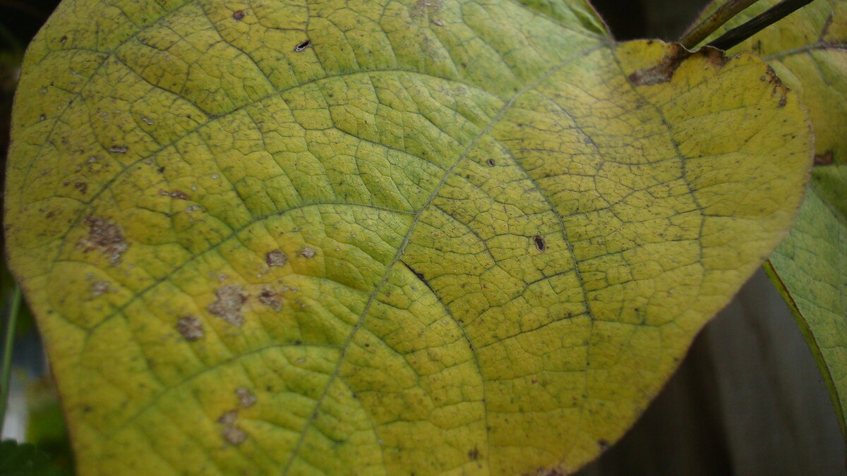 Золотой лист