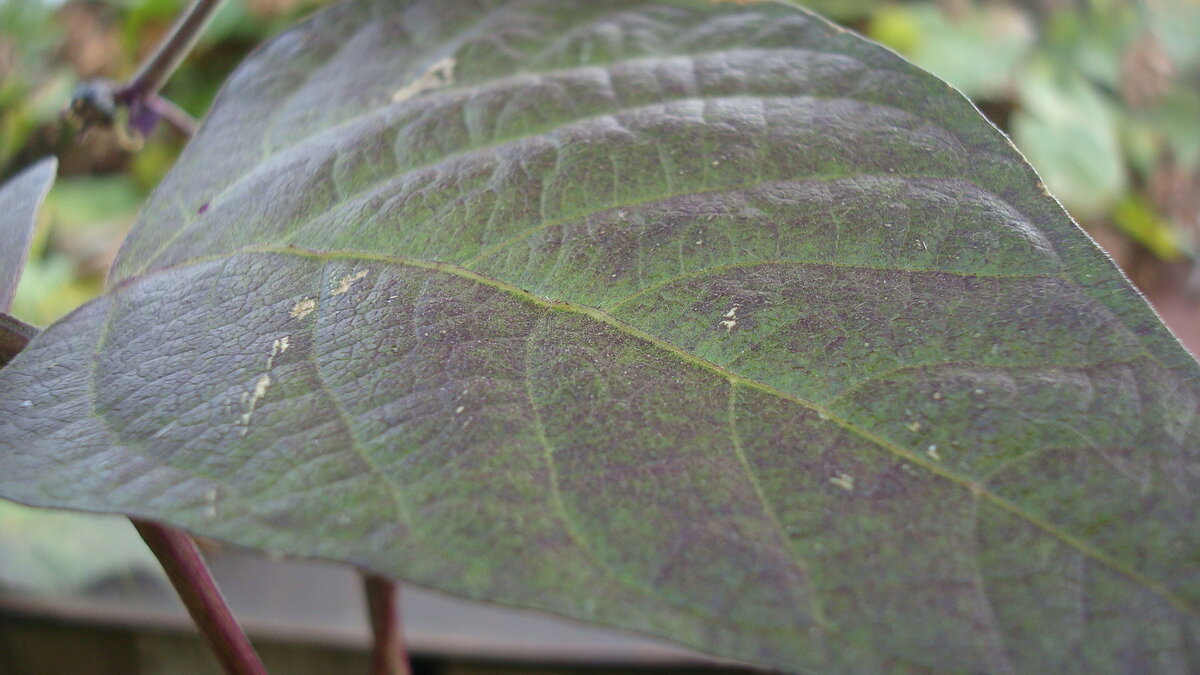 Фиолетовое