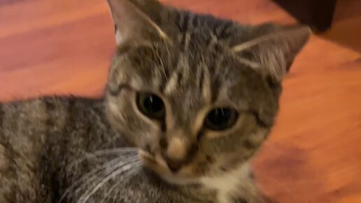 Кошка Мия 🐈‍⬛ | #рек #рекомендации #кошкиприколы #кошкамия #кошкамоя # ...