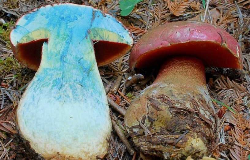 Во время тихой охоты или уже дома, перебирая собранный урожай, можно заметить изменение цвета на срезе части грибов. Это часто вызывает сомнения, любопытство и вопросы.-2