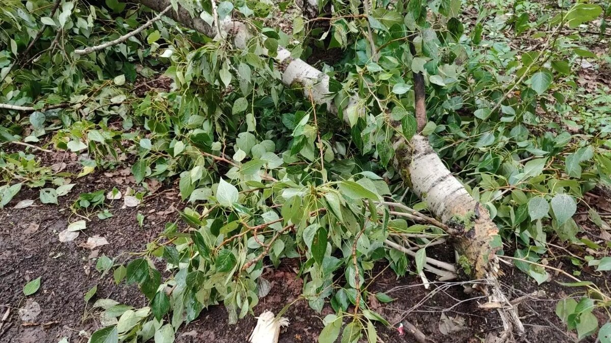     Сильнейший ветер повалил четыре дерева и столб в Нижнем Новгороде 4 октября. В настоящее время специалисты устраняют последствия непогоды. Об этом NewsNN сообщили в городском управлении ГОЧС.