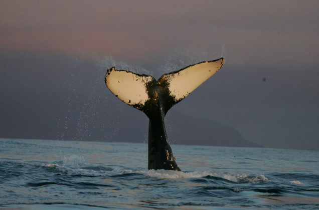 Фото: Wikimedia Commons