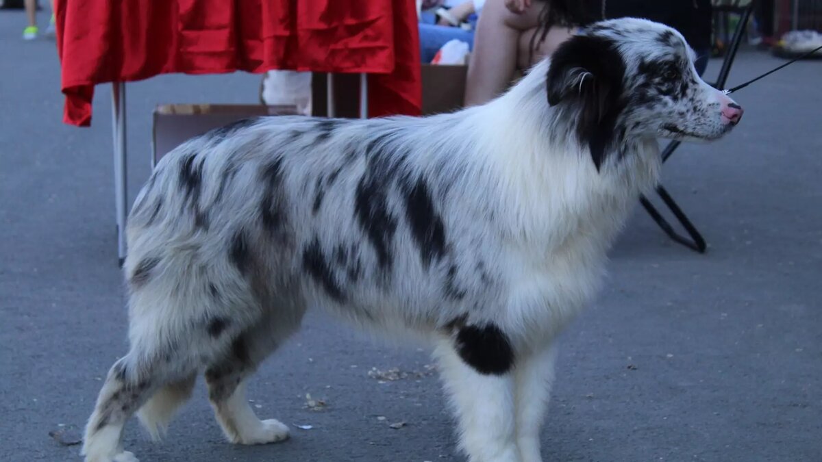В Сургуте нашли ещё один «собачий концлагерь», где страдают десятки  животных | muksun.fm | Дзен