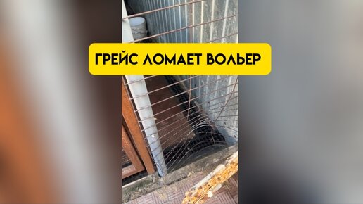 Грейс ломает вольер