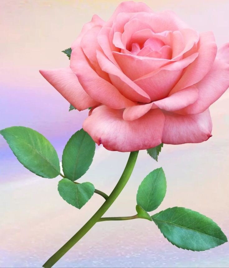         Tenderness #inspiration #flowers #pink_color #pink #roses #Tenderness #inspiration #flowers #pink_color #pink. #roses    -2