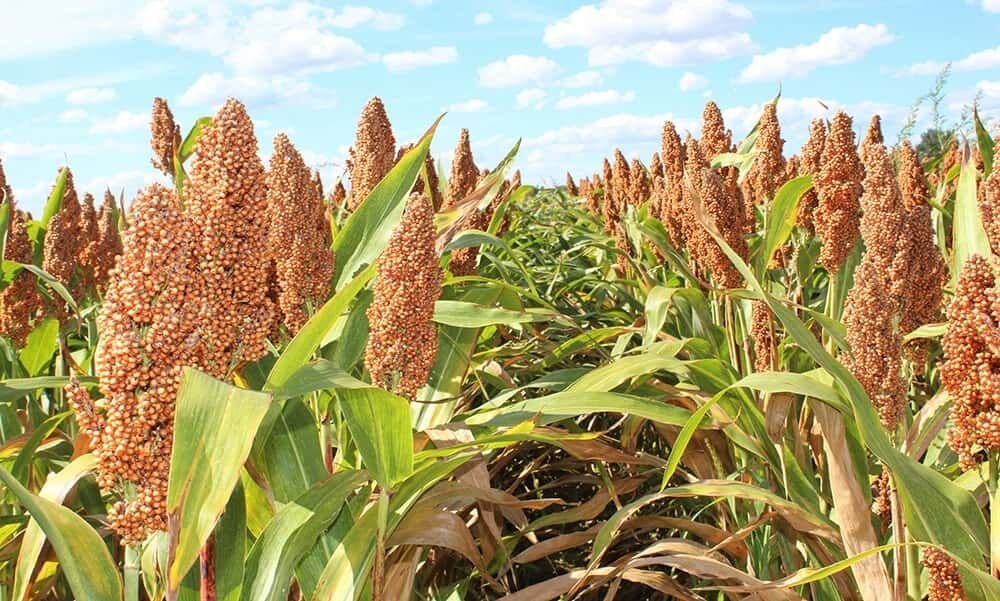 Сорго злаки. Гибриды сорго. Гибриды сорго. Сорго-суданковый гибрид. Сорго зерновое самурай.