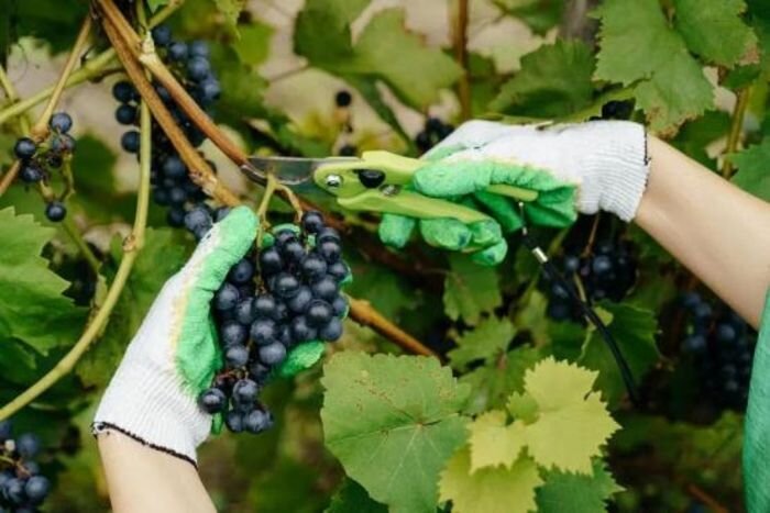 Источник фото: администрация Краснодарского края