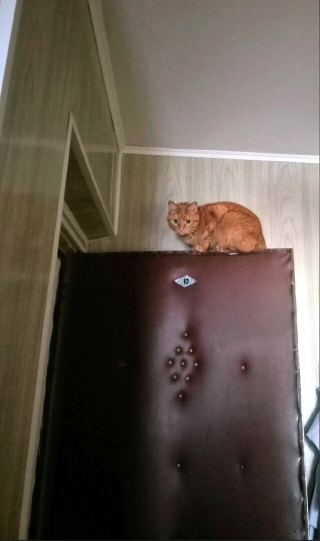 Рыжик просто для украшения статьи.