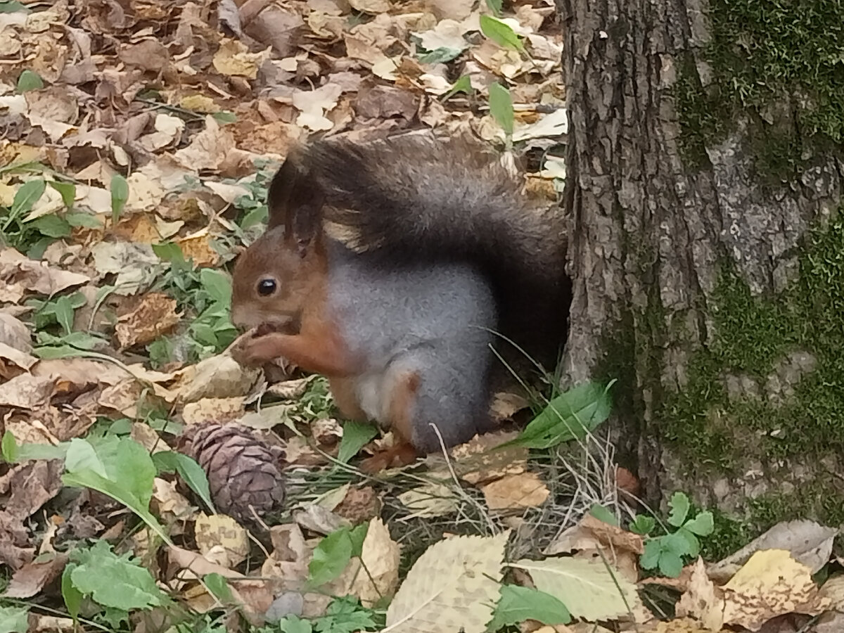 Сегодня в парке