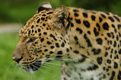    Дальневосточный леопард ©[ Greg ] Flickr.com