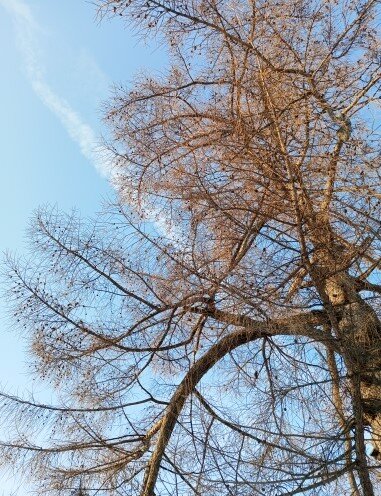 В ожидании зимы.