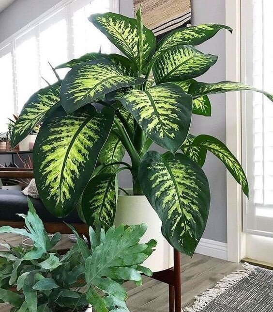 фото из открытого источника