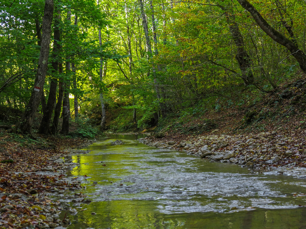 Река Мишоко. Здесь и далее в статье фото автора. 5 октября 2023 года. 