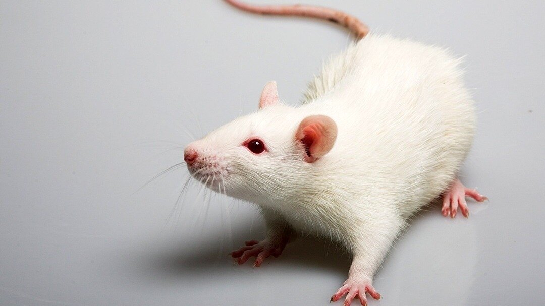     По правилам авиакомпании, перевозить грызунов на борту «Победы» нельзя. Однако пассажир решил нарушить запрет ради своей любимицы.