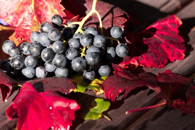 Чем подкормить виноград осенью, чтобы в следующем году собирать гроздьяящиками