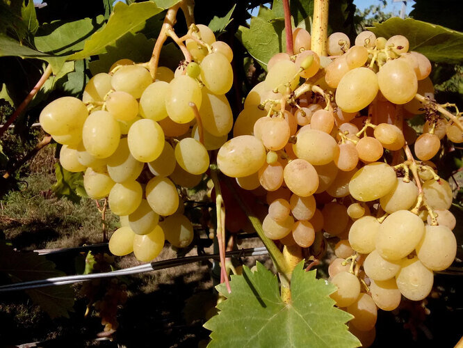 Осенняя подкормка винограда: лучшие способы и удобрения