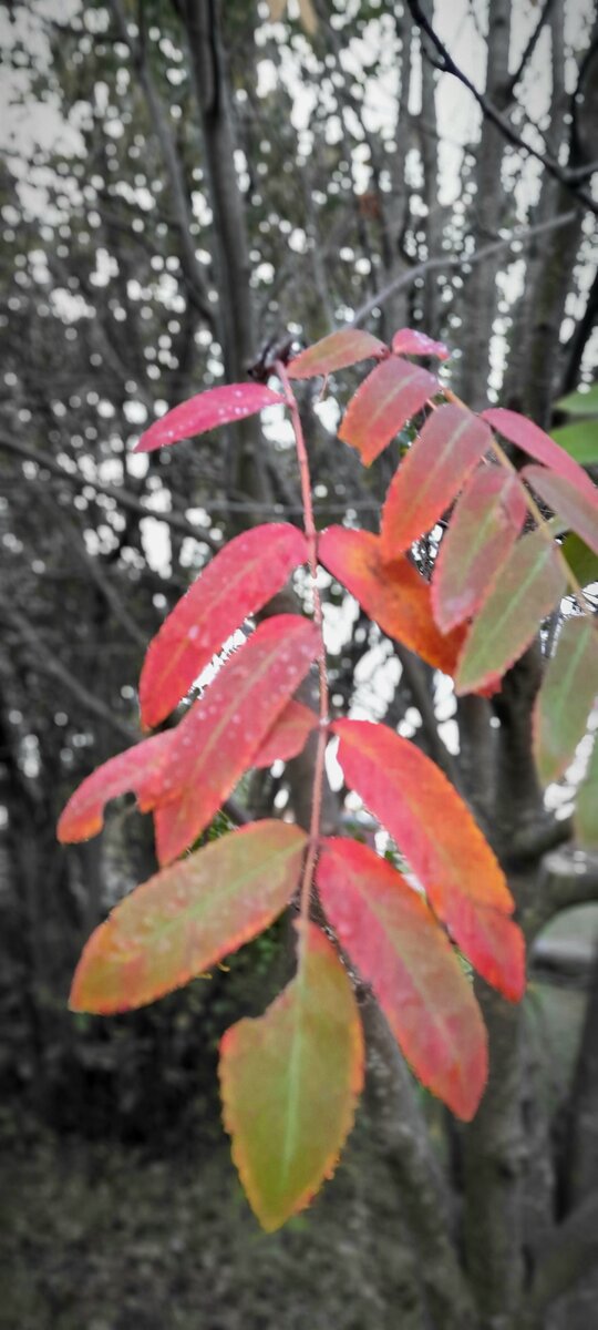 Последние листья. 