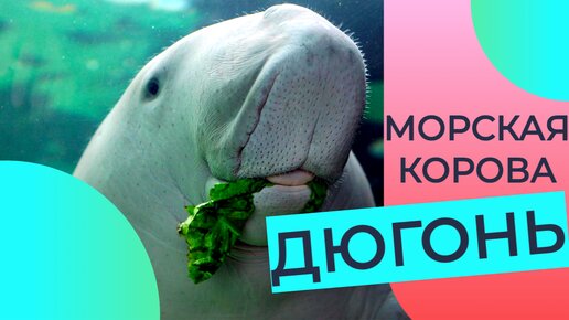 Дюгонь: Ленивый и добрый «подводный пылесос». Как живёт морская корова в дикой природе? | Видео 🎥