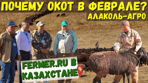 Даём второй шанс для 1000 овец. Сколько баранов нужно на одну отару для естественного осеменения?