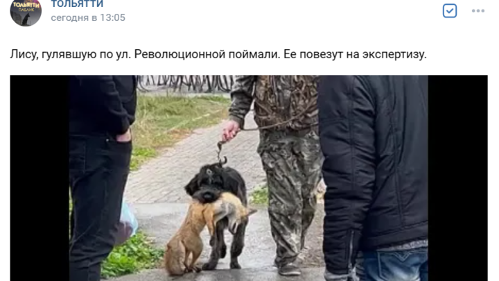 ФОТО: СКРИНШОТ СООБЩЕСТВА ВК ТОЛЬЯТТИ