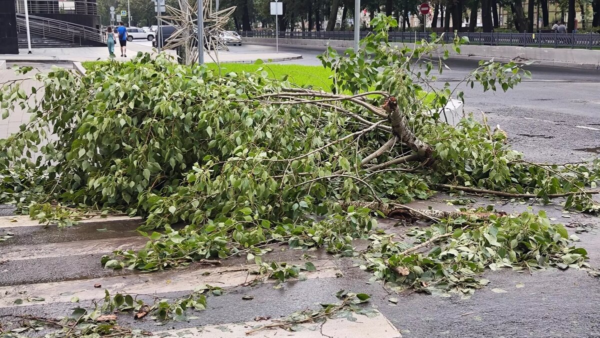     Сильный ветер повалил пять деревьев на территории Нижегородской области в среду, 4 октября. На данный момент специалисты устраняют последствия непогоды. Об этом NewsNN рассказали в правительстве.