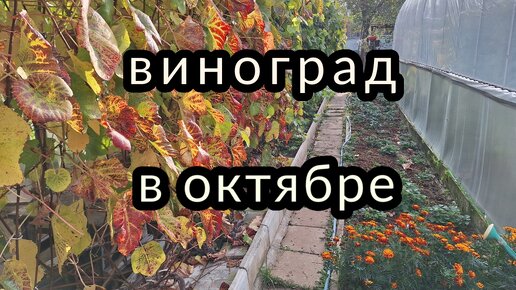 виноград в октябре 5,10,23