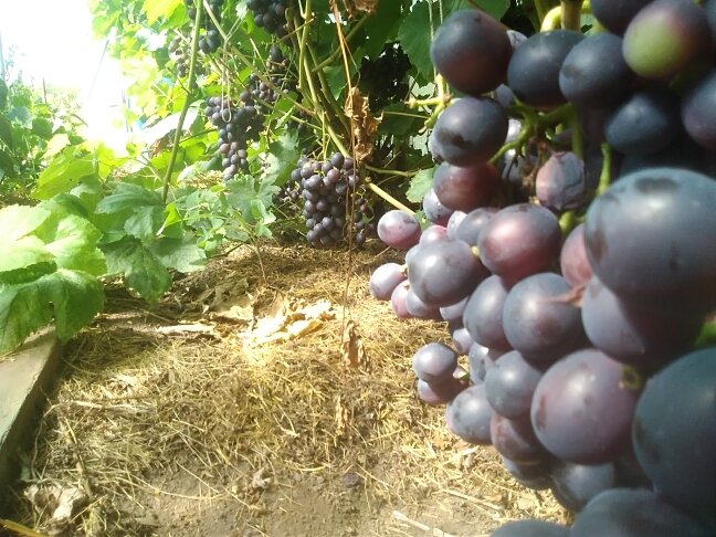 Агат и мульча