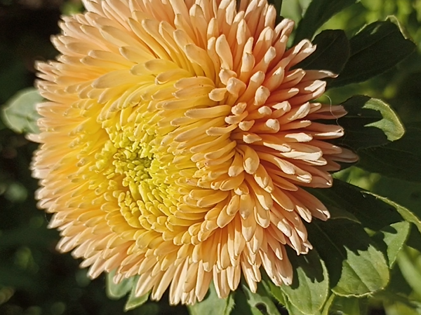 Астра Коралловый ёжик, цветок хамелеон. Фото автора