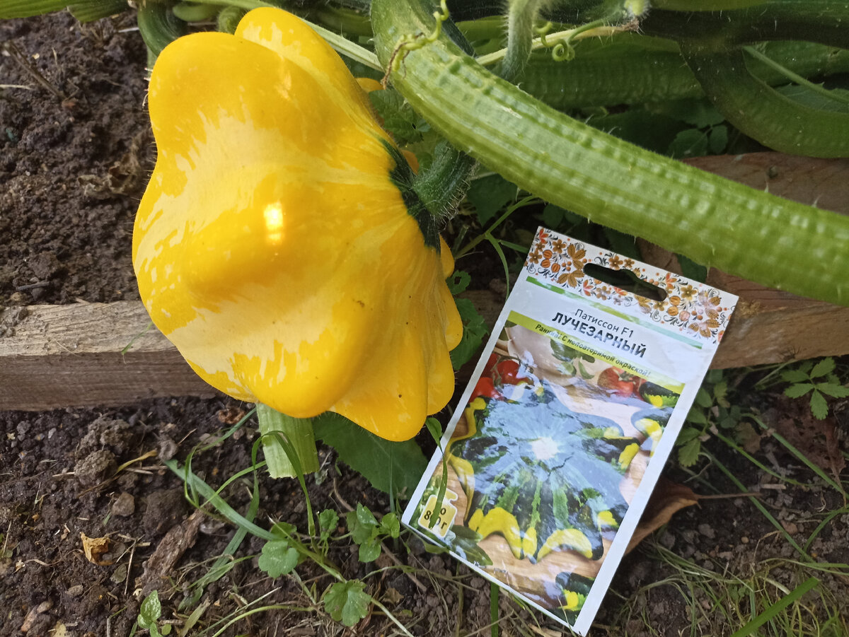Патиссон F1 Лучезарный. Фото автора