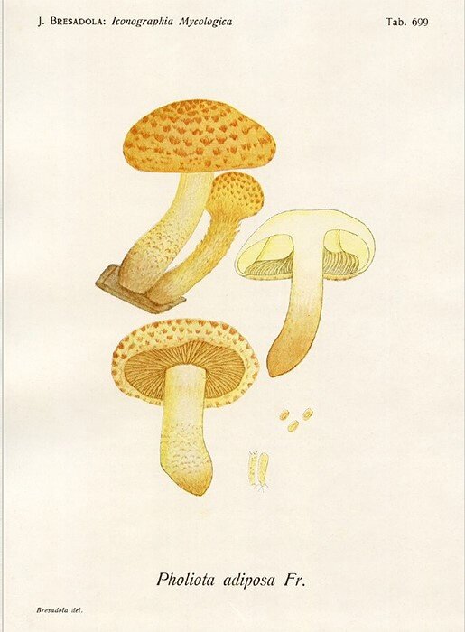 №1 (Художественная зарисовка)