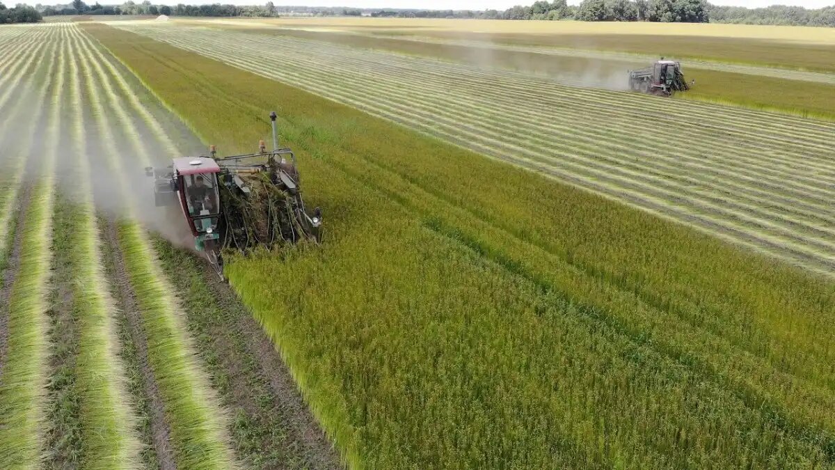 Фото: nsh.by Уборка льна-долгунца