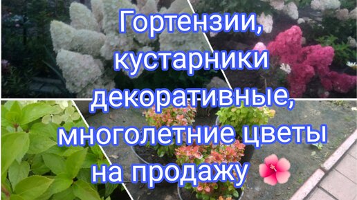 ОСЕННЯЯ РАСПРОДАЖА ГОРТЕНЗИЙ, ДЕКОРАТИВНЫХ КУСТАРНИКОВ И МНОГОЛЕТНИХ ЦВЕТОВ 🌺