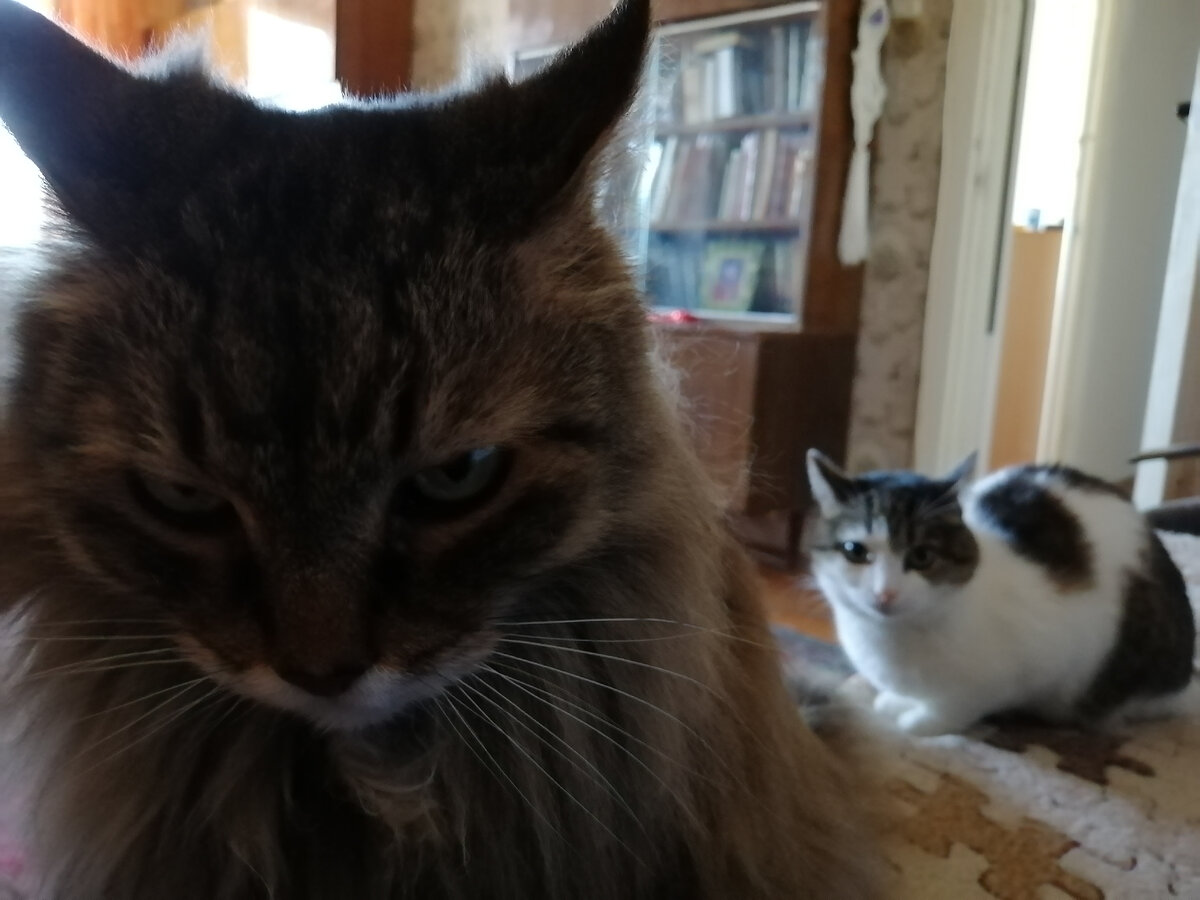 А коты ПРОТИВ