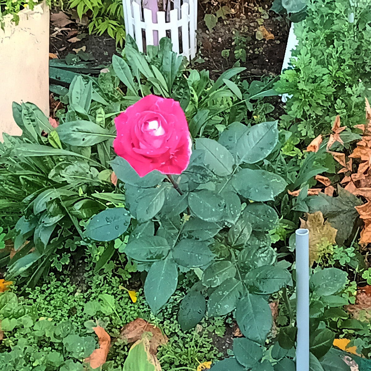 И это красота тоже возле соседнего подьезда.